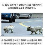 [마이갤] <b>개들</b>의 우정