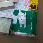 [고양이] 새끼 고양이 <b>분양</b>합니다. ^^