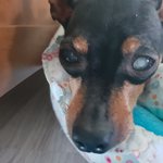 [조언부탁] 12살백<b>내장</b>견주의 고민