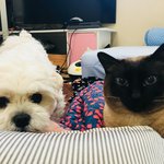 [고양이] 개와 고양이의 동거3