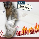 [고양이] [콜라] 콜라와 야호 이야기