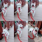 감자와 촬스의 견생<b>역전</b> 5탄