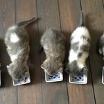 한지붕 대가족 일상