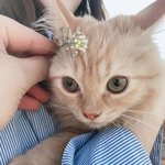 [고양이] [심쿵사] 귀여운 토르 보고 가세요 :)