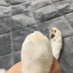 우리 고양이 손 개귀<b>엽지</b>