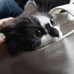 [고양이] 오냥이 <b>집사</b>예요. 막내 뿌꾸가 주사맞으러 갔어요!