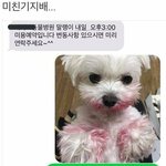 아니 너네 같았으면 어떻게 할꺼임