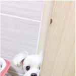 [<b>명랑</b>엽떡] 댕댕이 있는 집 특징