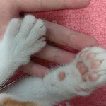 [댓글부탁해] 우리 야오미 <b>손</b> 너무 귀엽지ㅜㅠㅠㅠㅠ