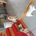 코카스파니엘 <b>견주</b>찾습니다.