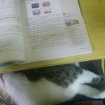 고얌이 내 무릎위에서 <b>잔당</b>❤