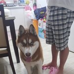 +추[인천]허스키가 현관에 있어요. 주인 찾고싶어요 (인천 <b>주안</b>