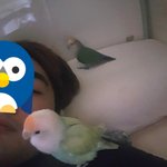 [개깊은빡침] 날아간 앵무새 찾습니다 ㅠㅠ