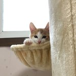 [댓글부탁해] 고양이키우는 애들아 제발ㅠㅠㅠㅠ