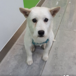 [강아지] <b>동물</b>농장 촬영까지 했는데 안락사위기에 처한 강아지를 제발...