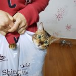 [고양이] 우리집 맥주, 양주쒸..~