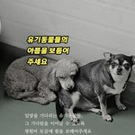 유기동물들을 지킬 힘! 병원비가 <b>절실</b>합니다