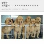 [댓글부탁해] 령<b>깅이</b>랑 준<b>깅이</b> 보고싶어ㅠㅠㅠㅠㅠ