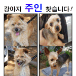 [꼭봐주세요] 포항 강아지 주인을 찾습니다! 꼭 봐주세요