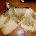 엄청난 돈과 노력을 쏟은 <b>반려동물</b>