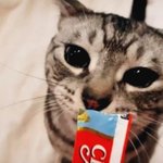 [고양이] [콜라]  세상에서 제일 귀엽게 <b>츄</b>르먹는 콜라