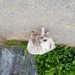 [개깊은빡침] 유기견 버리고가신분(조언부탁드려요)