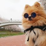 [강아지] 저희 오렌지색 포메라니안 헨!!