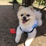 [강아지포도] 포도와 <b>거봉</b>이의 일상12탄