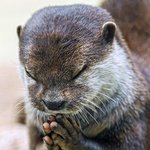 [꼭봐주세요] 수달보호격자설치 청원 참여부탁드립니다.