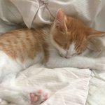 [댓글부탁해] 우리고양이보다 스윗한 고양이 있냐ㅠㅠㅠ