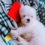 우리 <b>시포</b> 자랑!!