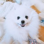 무지개다리를 건넜어요