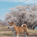 로션같은 <b>제형</b>에 눈따가움 없는 선크림 없나ㅠㅠ