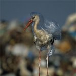당장 플라스틱 <b>소비</b>를 줄여야 하는 이유
