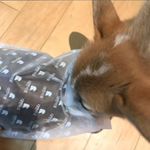 강아지판 헨젤과 그레텔 (feat. <b>사료</b>)