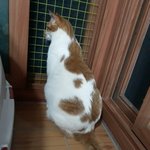 나의 동거묘 <b>도칠</b>이 여름 준비 중.