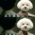 나처럼 강아지 <b>덕후</b>인 애 있냐?