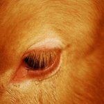 [댓글부탁해] 너네 불쌍하다고 생각하는 동물있냐