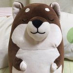 [드루와] 우리집 시바 <b>기엽</b>지