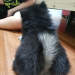 오늘부터 댕댕이 키운다ㅜㅜㅜㅜ