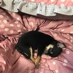 이름좀지어주세용