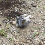 반토막 나 발견된 길고양이들: <b>학대자</b> 검거 후 엄중처벌을 요구합니다