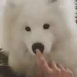 아리따움 <b>스윙</b>코랄 인생템인 애 있니ㅜㅜ