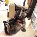 [꼭봐주세요] 아사직전 새끼고양이 구조 후 분양(성남/분양해요)