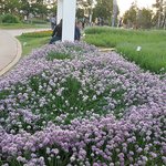 [개깊은빡침] 강동구 허브천문공원 꽃 훼손자들 보세요(사진있음)