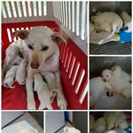 이 불쌍한 애기들이 죽게 생겼어 (톡선가게 도와줘)