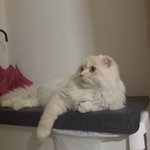 [고양이] 우리사이 소개합니다!