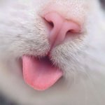 냥이 얼빡샷