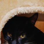 [고양이] (<b>급</b>합니다.) 고양이가 <b>B</b>형 수혈이 필요해요.!(<b>급</b>합니다...