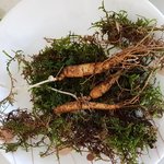 [조언부탁] <b>산삼</b> 본적 있으신분~!!!!!!